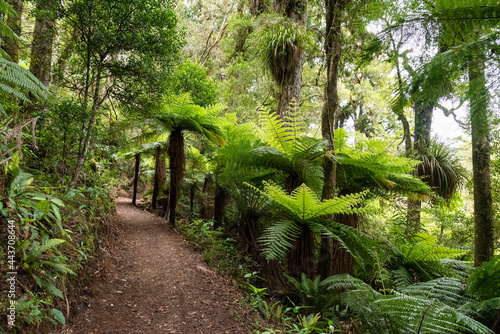 Mountain biking the Old Coach Road  New Zealand