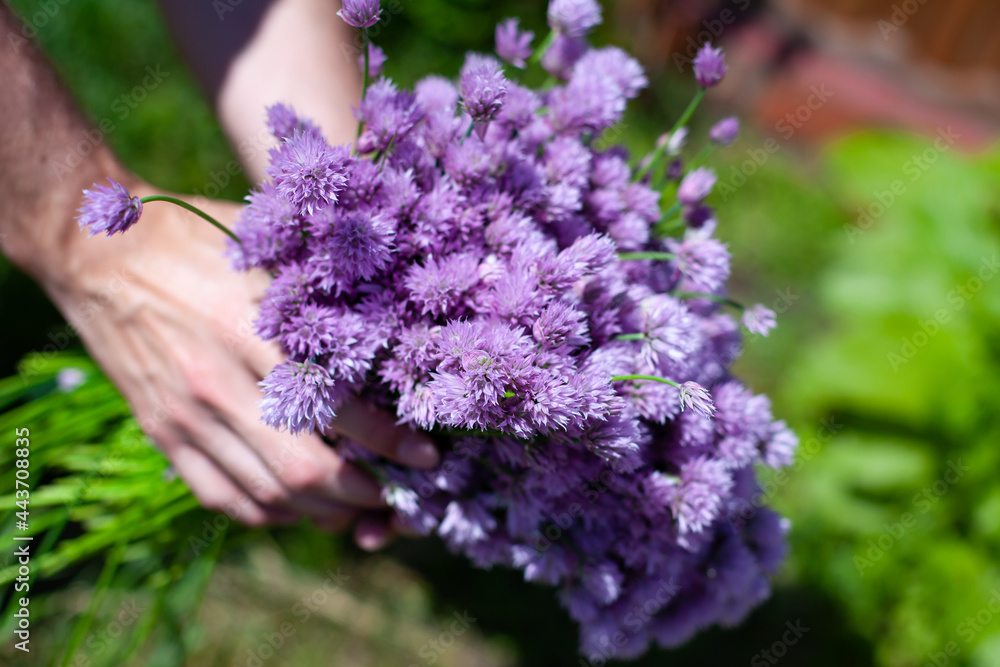 summer time. bouquet of wild decorative onion flowers in hands.