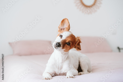 cute lovely small jack russell dog resting on bed during daytime. Funny ear up. Pets indoors at home