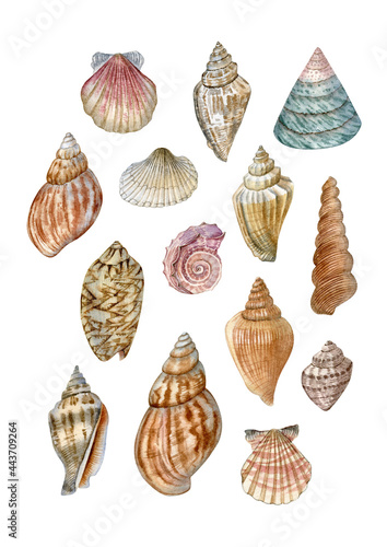 Sea shells collection. Watercolor hand drawn shells set. Can be used as print, postcard, packaging design, textile, illustration, element design and so on.