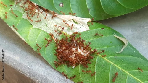 Macro video of red fire ants colony carrying food together, extreme close up of a group of red ants with food. Red ants (fire ant, Solenopsis geminate) helping each other carry grain. photo
