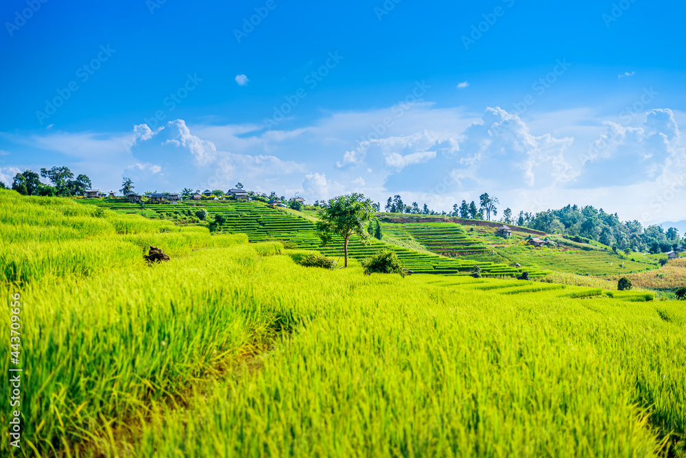 landscape Terraced Green paddy Rice field with bamboo hut, Chiang Mai, Thailand