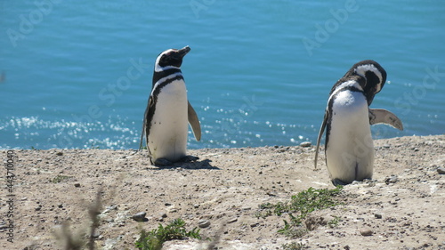 pingüinos Patagonia argentina