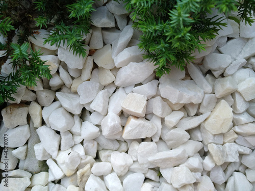 Background of white rocks and a green Christmas tree for the new year and eco products and services