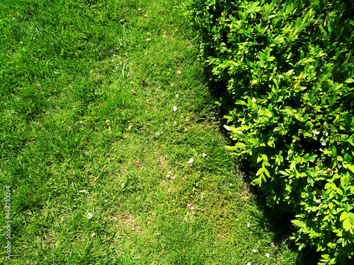 Green grass and a place for an inscription, minimalist landscape