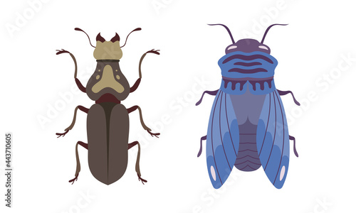 Bug Species Set, Top View of Cricket and Fly Insects Cartoon Vector Illustration