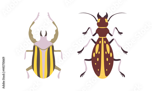 Bug Species Set, Top View of Bugs Cartoon Vector Illustration © topvectors