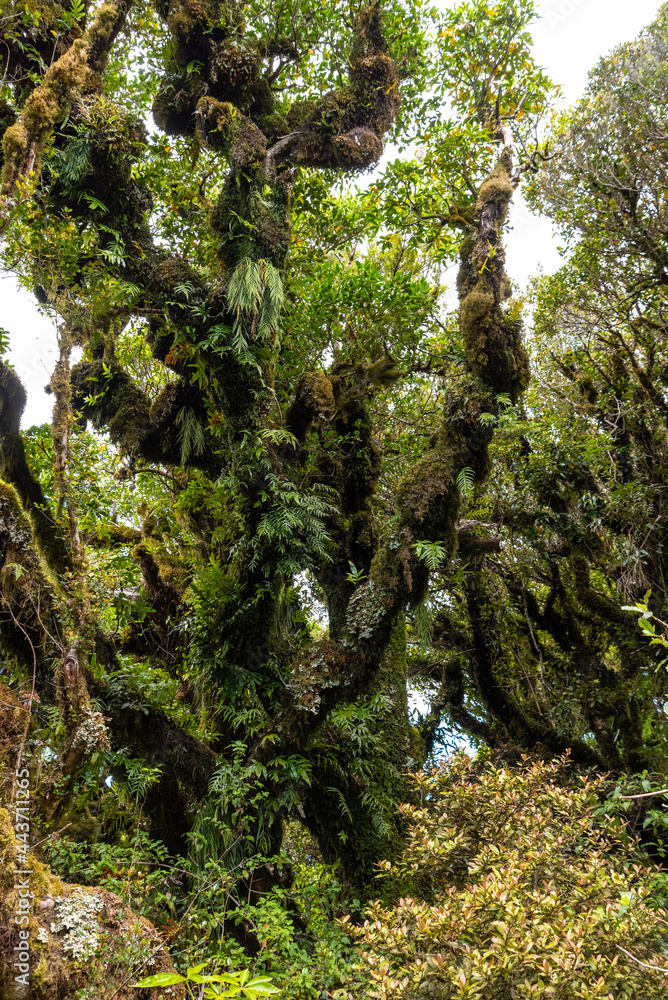 Fototapeta premium Rainforest near Mt. Taranaki in Egmont National Park, New Zealand