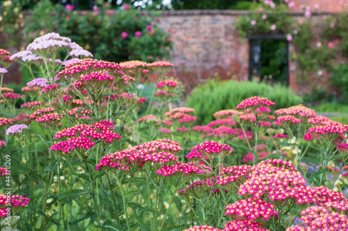 Colourful achillea flowers in the historic walled garden at Eastcote House Gardens, in the Borough of Hillingdon, London, UK photo