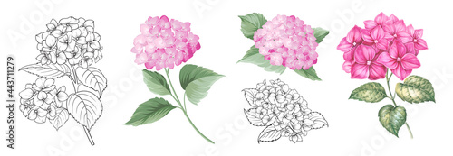 Set of differents hydrangea on white background. Watercolor, line art, outline illustration.