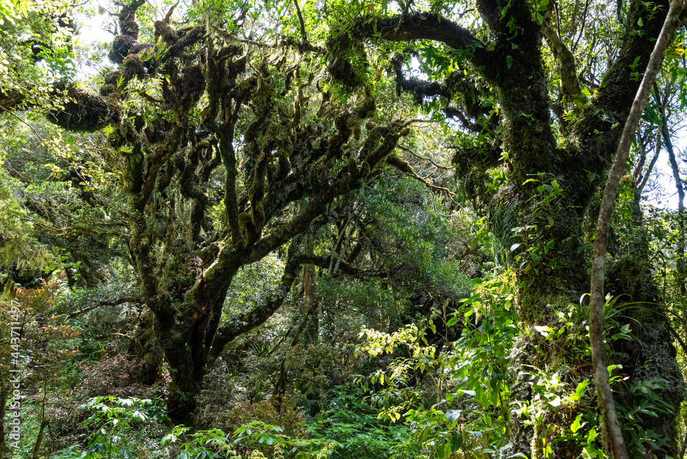 Rainforest near Mt. Taranaki in Egmont National Park, New Zealand Rainforest near Mt. Taranaki in Egmont National Park, New Zealand