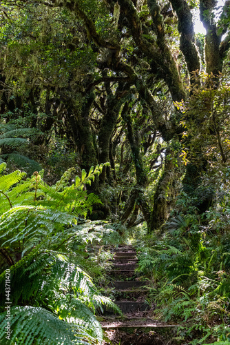 Rainforest near Mt. Taranaki in Egmont National Park  New Zealand