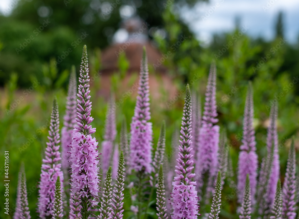 Fototapeta premium Variety of colorful flowers including tall purple Veronica, photographed in mid-summer in the historic walled garden at Eastcote House Gardens, north west London UK. Dovecote in the background.