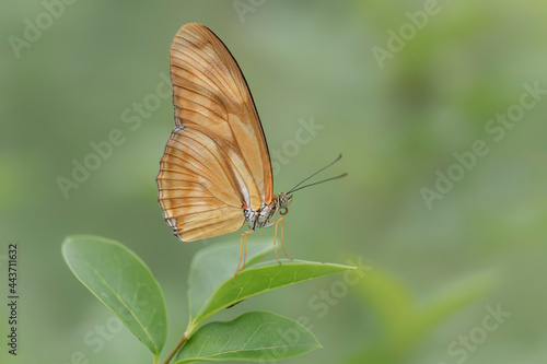 Beautiful Julia butterfly, Julia heliconian, the flame, or flambeau (Dryas iulia) feeding on a leaf in a Summer garden. Blurry background. Precious orange Tropical butterfly. 