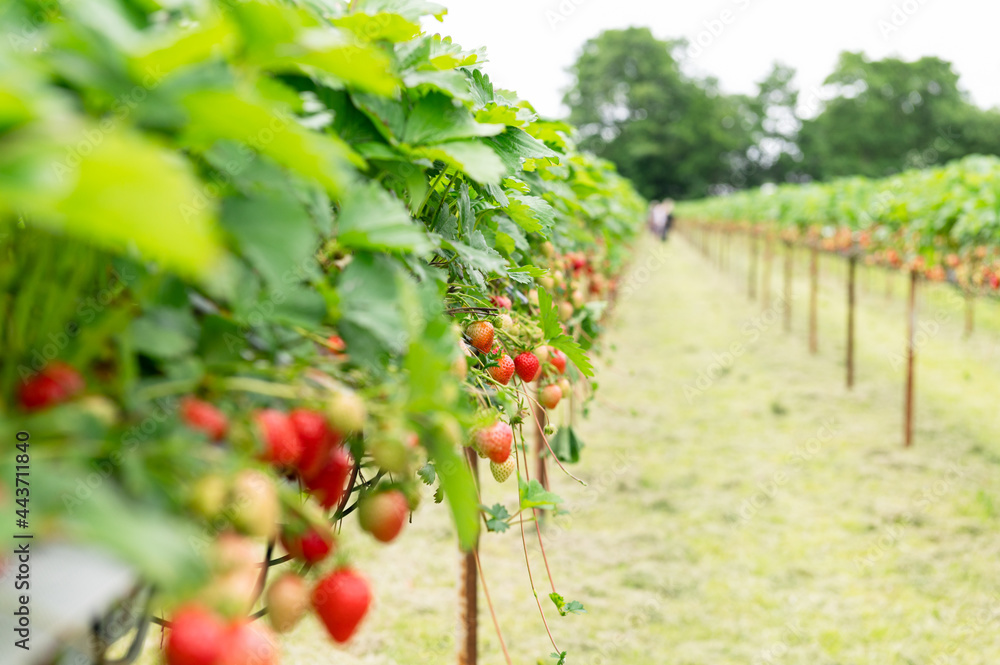 Fototapeta premium Strawberry picking in the farm