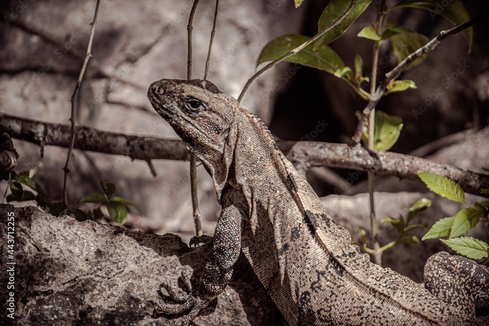 Obraz premium lizard on a branch