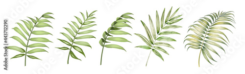 Set of differents palm leaves on white background. Watercolor, line art, outline illustration.