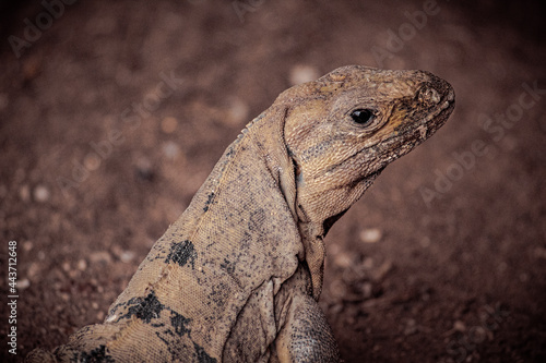 bearded dragon lizard