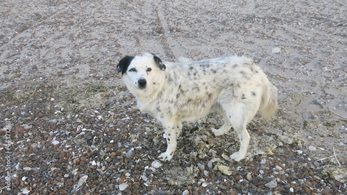 perro en la playa