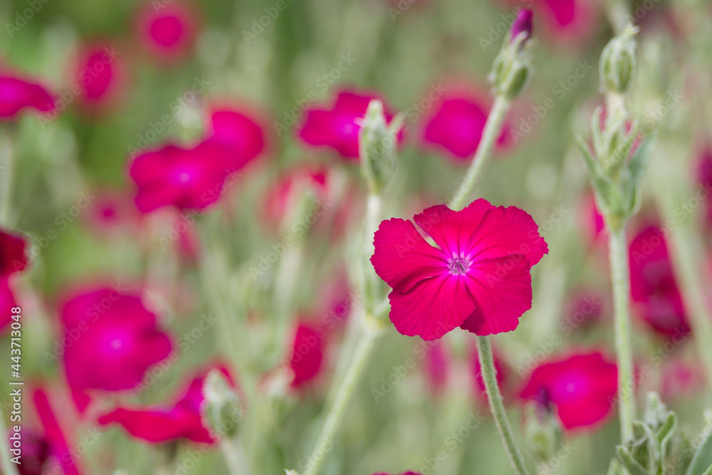 Beautiful red Atrosanguinea flower on a flower bed in the garden. Plant for ornamental gardening Coronaria coriacea. Beautiful red Atrosanguinea flower on a flower bed in the garden. Plant for ornamental gardening Coronaria coriacea.