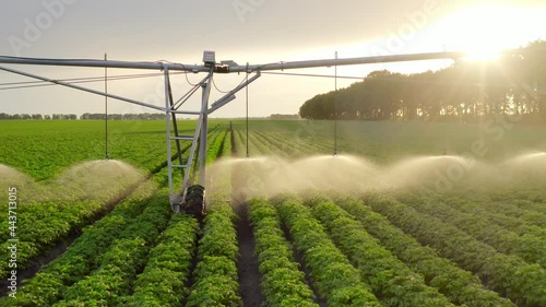 Irrigation system spraying water on potato plants at sunset . Agribusiness Farm Green Field Dry Season Agriculture Concept.