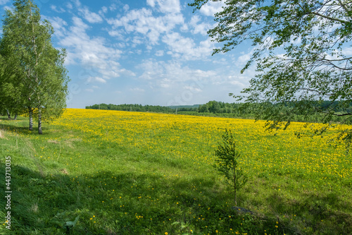 A white-stemmed birch and a large field with yellow dandelions on a sunny day.