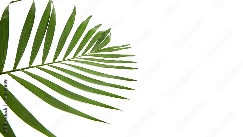 Palm leaf isolated on white background. Houseplant leaf Palm leaf isolated on white background. Houseplant leaf