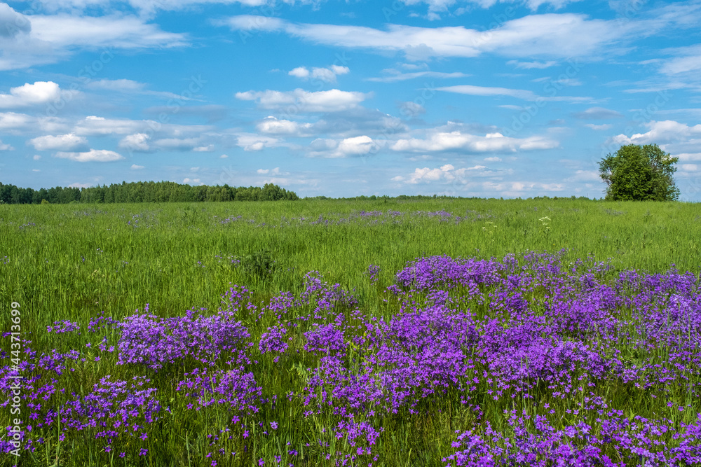 A large field with purple bells on a sunny summer day. A large field with purple bells on a sunny summer day.
