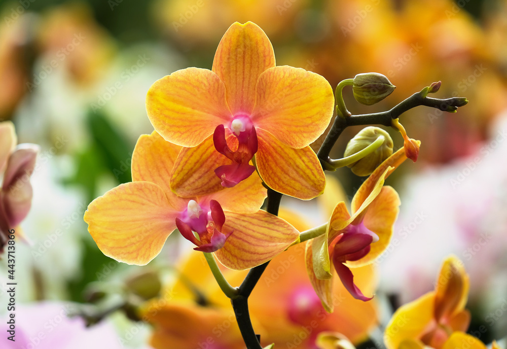 Beautiful Phalaenopsis Orchids in the greenhouse - obrazy, fototapety, plakaty 