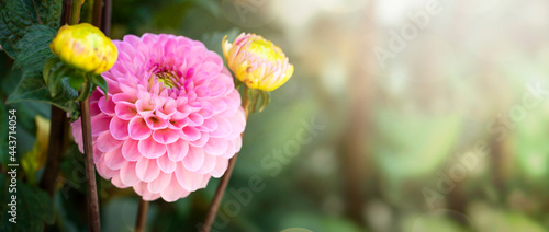 Close up view of dahlia flower, Wizard of Oz variety