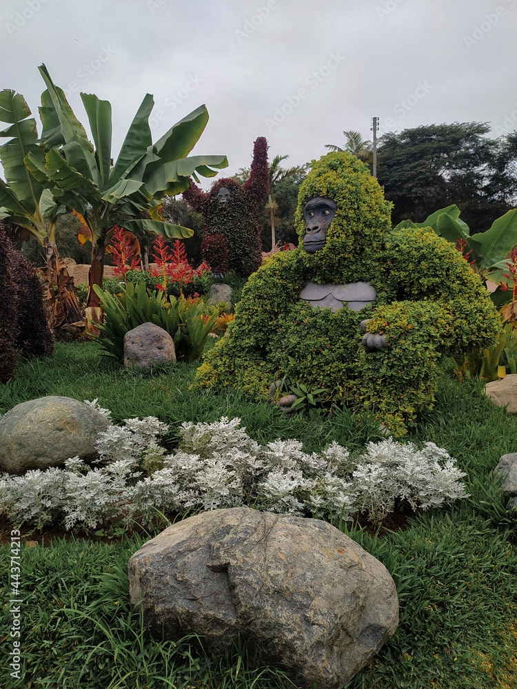 Obraz premium Beautiful gorilla-shaped bush