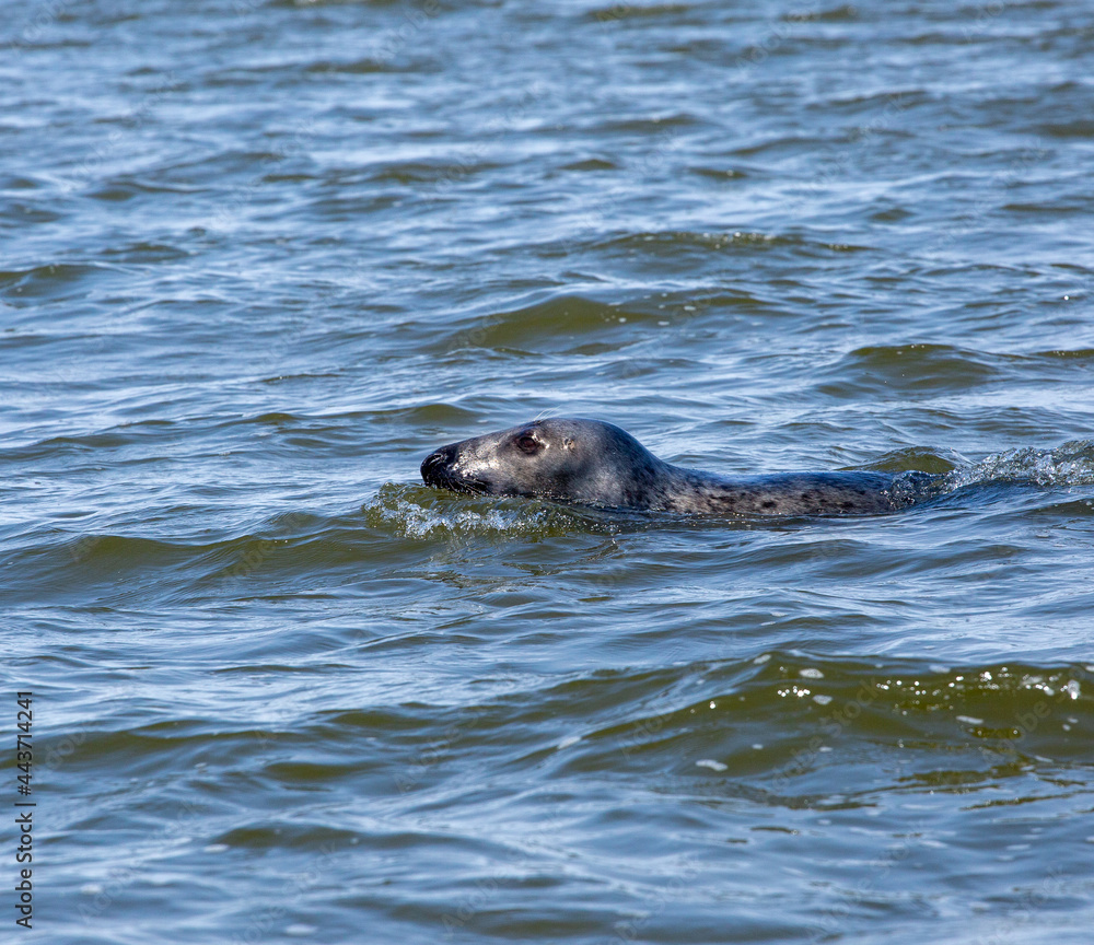Obraz premium Close up of seal swimming in Norfolk