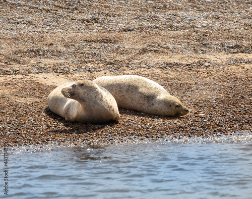 Seals looking in opposite directions, by the sea water