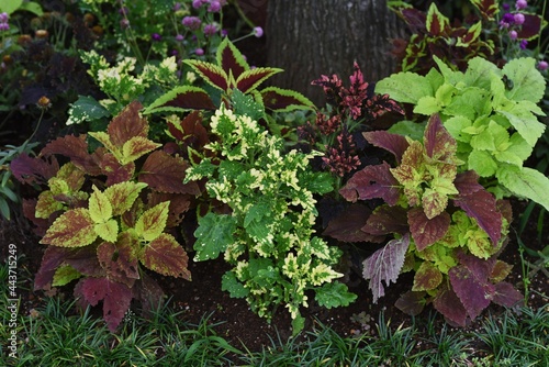 Close-up image of the ornamental foliage plants. © tamu