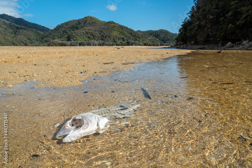 A fish skeleton at a creek in torrent bay at Abel Tasman National Park photo