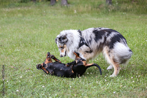 Canvas Print Two young cute dogs play fighting on a green grass.