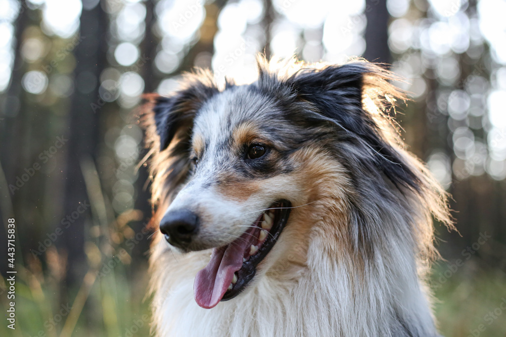 Loveoly close-up photo of a beautiful fluffy shetland sheepdog sheltie dog on a beautiful sunset background with pine trees. Loveoly close-up photo of a beautiful fluffy shetland sheepdog sheltie dog on a beautiful sunset background with pine trees.