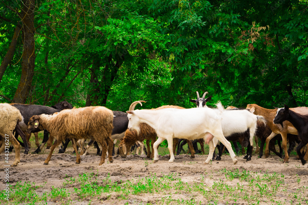 herd in nature