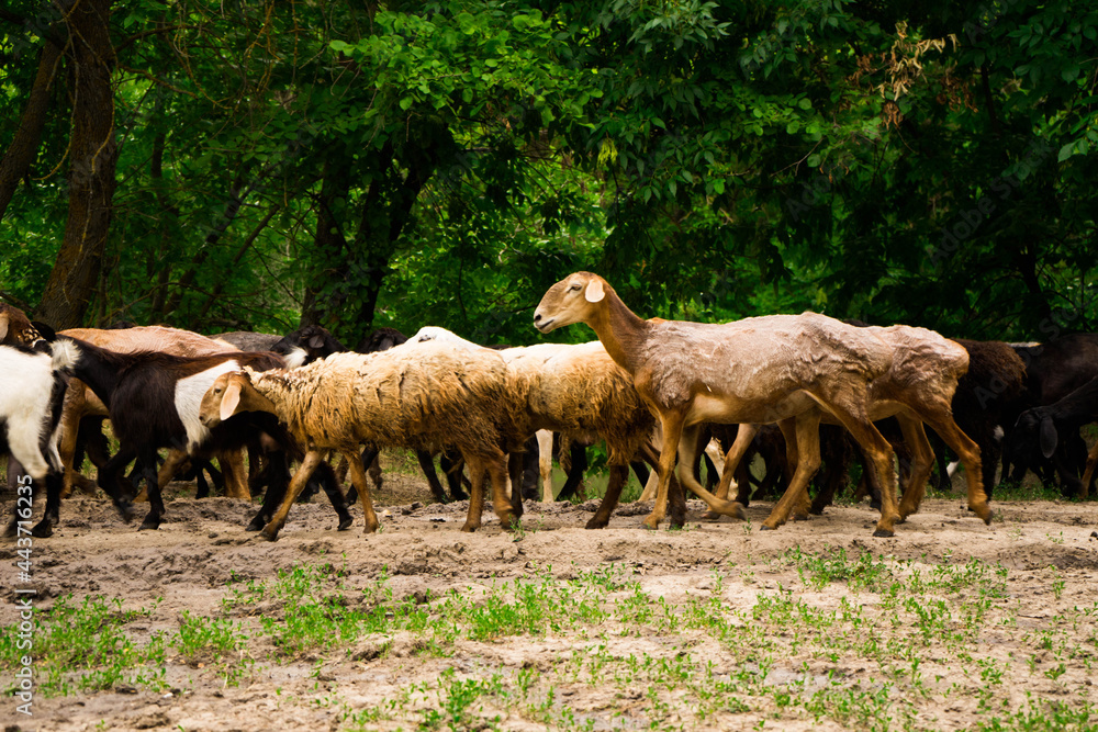 herd in nature