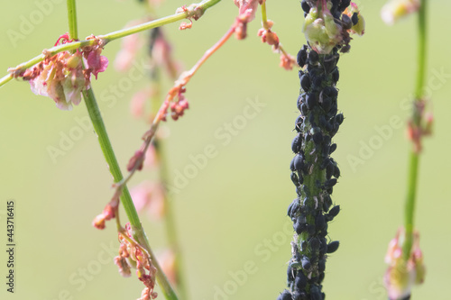 Aphid infestation of garden plants. photo