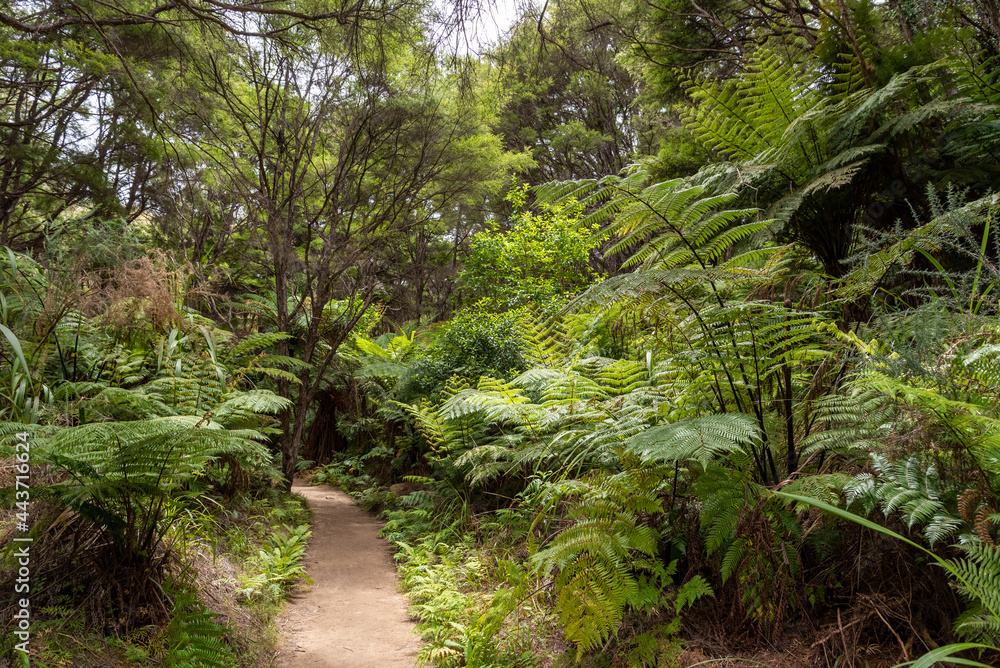 Abel Tasman Coast Track leading through tropic jungle Abel Tasman Coast Track leading through tropic jungle