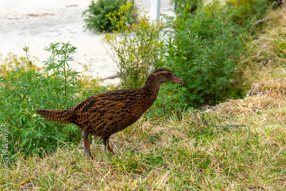 Fototapeta premium Nosy Weka birds demanding food from hikers at Abel Tasman Coast Track
