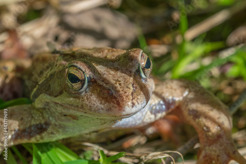 frog in the grass close-up