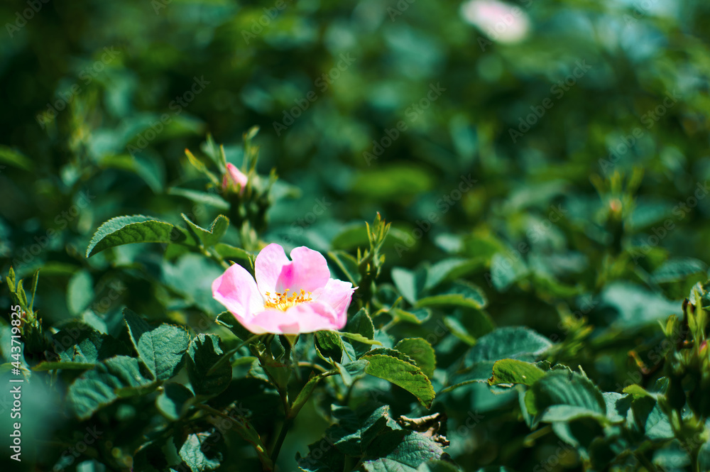 Beautiful flowers blooming in garden. Wild flowers. Beautiful flowers blooming in garden. Wild flowers.