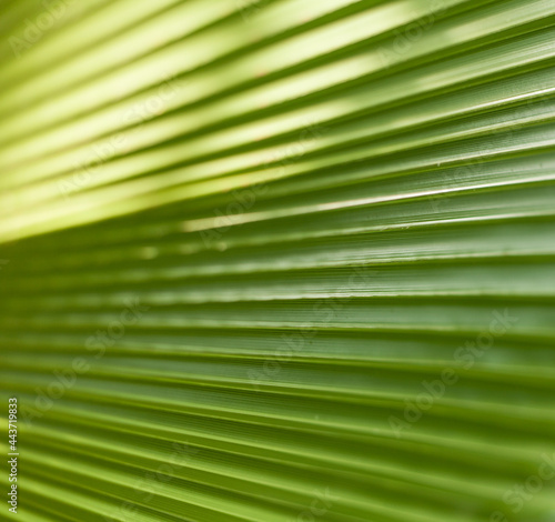 green leaf texture