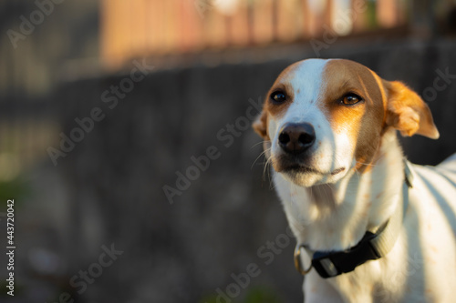 lindo cachorro branco com manchas marrons no corpo de tamanho médio pequeno ao ar livre photo