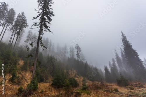 Fototapeta Naklejka Na Ścianę i Meble -  View of the Chocholowska Valley. A hazy spring day.