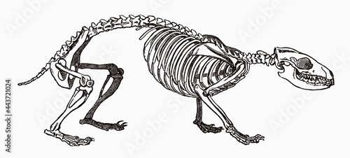 European hedgehog erinaceus europaeus skeleton in profile view, after antique engraving from 19th century