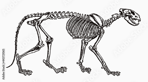 lion panthera leo skeleton in profile view, after antique engraving from 19th century