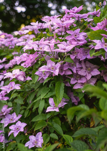 Clematis full of flowers in...
